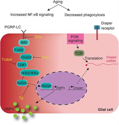 Role of Glial Immunity in Lifespan Determination: A Drosophila Perspective